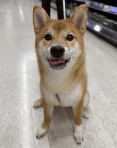 三重県の柴犬(標準サイズ) (ペットアミ 松阪店/2025年5月31日生まれ/女の子/赤)の子犬の2枚目の画像