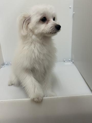 新潟県のポメマル/マルポメ(ポメラニアン×マルチーズ) (ペットアミ 長岡店/2025年3月21日生まれ/女の子/ホワイト)の子犬の2枚目の画像