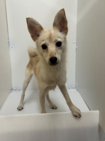 新潟県のポメプー(ポメラニアン×プードル) (ペットアミ 長岡店/2025年4月6日生まれ/女の子/ホワイトクリーム)の子犬の1枚目の画像