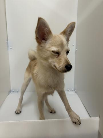 新潟県のポメプー(ポメラニアン×プードル) (ペットアミ 長岡店/2025年4月6日生まれ/女の子/ホワイトクリーム)の子犬の3枚目の画像