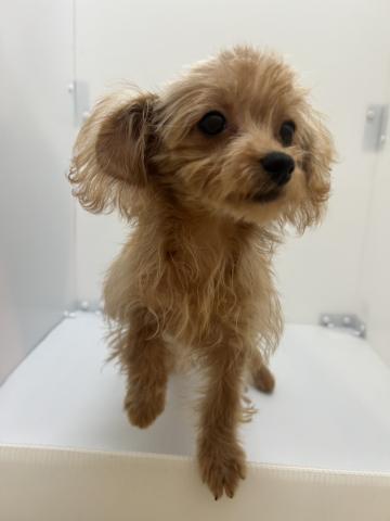 新潟県のチワプー/プーチー(チワワ×プードル) (ペットアミ 長岡店/2025年6月20日生まれ/男の子/その他色)の子犬の3枚目の画像