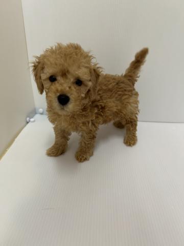 新潟県のトイプードル(トイ) (ペットアミ 長岡店/2025年9月5日生まれ/男の子/アプリコット)の子犬