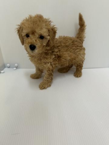 新潟県のトイプードル(トイ) (ペットアミ 長岡店/2025年9月5日生まれ/男の子/アプリコット)の子犬の2枚目の画像