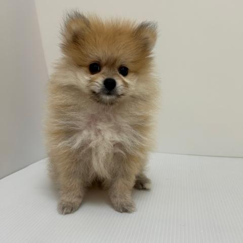 新潟県のポメラニアン (ペットアミ 長岡店/2025年6月28日生まれ/男の子/オレンジ)の子犬の1枚目の画像