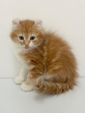 アメリカンカール