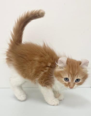 アメリカンカール