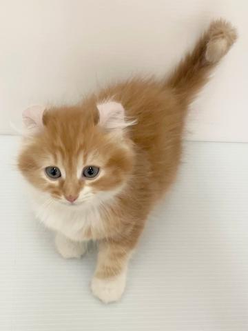 アメリカンカール