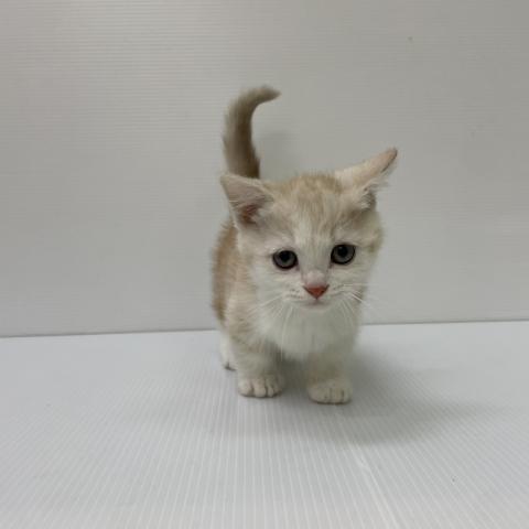 新潟県のマンチカン (ペットアミ 新発田店/2025年9月20日生まれ/男の子/レッドタビーホワイト)の子猫の1枚目の画像