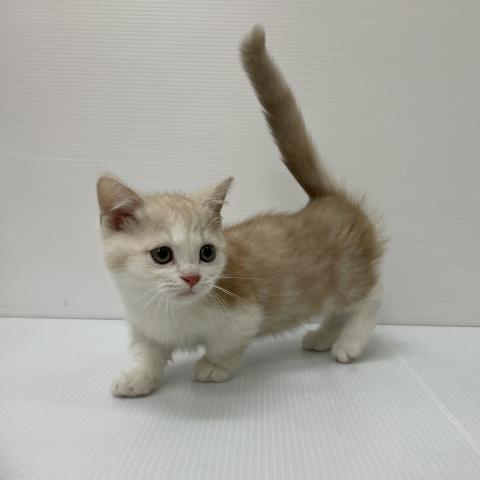 新潟県のマンチカン (ペットアミ 新発田店/2025年9月20日生まれ/男の子/レッドタビーホワイト)の子猫の3枚目の画像