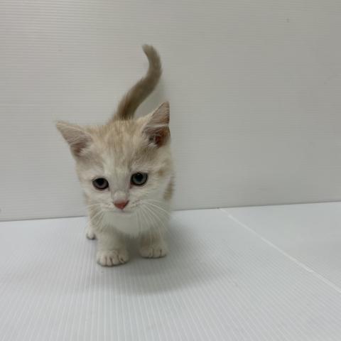 新潟県のマンチカン (ペットアミ 新発田店/2025年9月20日生まれ/男の子/レッドタビーホワイト)の子猫の4枚目の画像