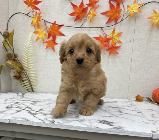 秋田県のチワプー/プーチー(チワワ×プードル) (ペットアミ 能代東インター店/2025年9月26日生まれ/男の子/レッド)の子犬の1枚目の画像