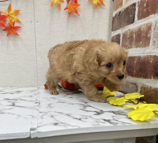 秋田県のチワプー/プーチー(チワワ×プードル) (ペットアミ 能代東インター店/2025年9月26日生まれ/男の子/レッド)の子犬の3枚目の画像