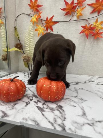 秋田県のラブラドールレトリーバー (ペットアミ 能代東インター店/2025年9月20日生まれ/女の子/チョコレート)の子犬の3枚目の画像