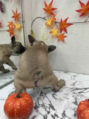 秋田県のフレンチブルドッグ (ペットアミ 能代東インター店/2025年9月21日生まれ/男の子/フォーン)の子犬の4枚目の画像