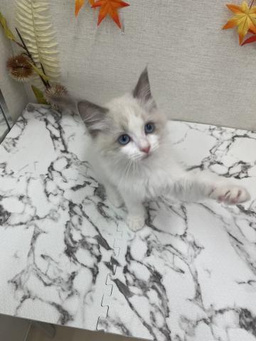 秋田県のラグドール (ペットアミ 能代東インター店/2025年8月28日生まれ/女の子/ブルーポイントバイカラー)の子猫の2枚目の画像