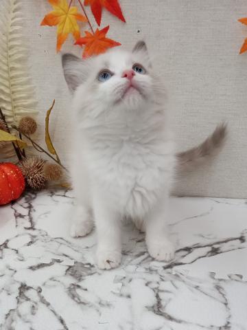 秋田県のラグドール (ペットアミ 能代東インター店/2025年8月28日生まれ/女の子/ブルーポイントバイカラー)の子猫の3枚目の画像