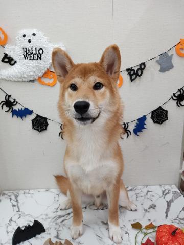 秋田県の柴犬(標準サイズ) (ペットアミ 能代東インター店/2025年3月29日生まれ/男の子/赤)の子犬の1枚目の画像