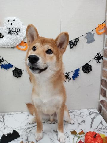 秋田県の柴犬(標準サイズ) (ペットアミ 能代東インター店/2025年3月29日生まれ/男の子/赤)の子犬の2枚目の画像