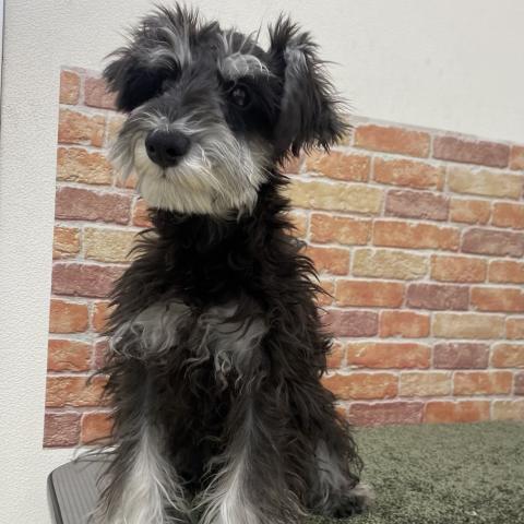 ミニチュアシュナウザー