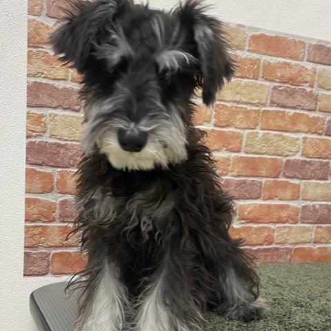 ミニチュアシュナウザー