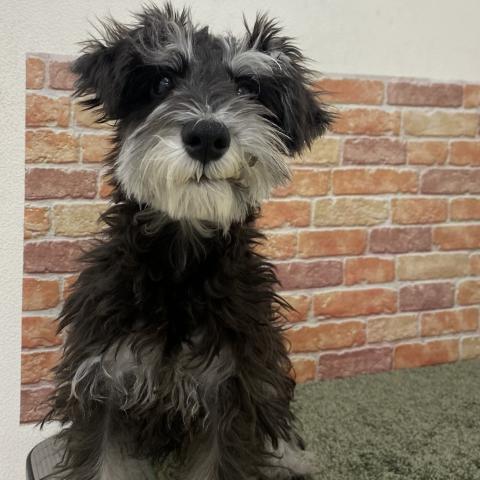 ミニチュアシュナウザー