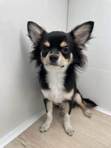 石川県のチワワ(ロング) (ペットアミ 津幡店/2025年3月22日生まれ/男の子/ブラックホワイト)の子犬の1枚目の画像