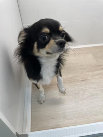 石川県のチワワ(ロング) (ペットアミ 津幡店/2025年3月22日生まれ/男の子/ブラックホワイト)の子犬の2枚目の画像