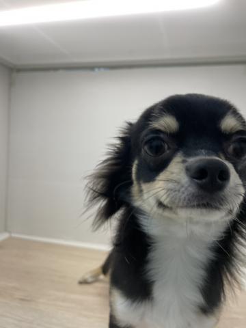 石川県のチワワ(ロング) (ペットアミ 津幡店/2025年3月22日生まれ/男の子/ブラックホワイト)の子犬の3枚目の画像