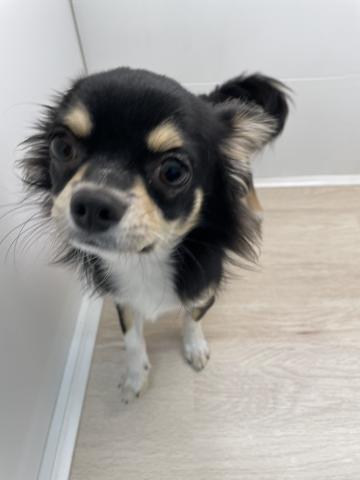 石川県のチワワ(ロング) (ペットアミ 津幡店/2025年3月22日生まれ/男の子/ブラックホワイト)の子犬の4枚目の画像