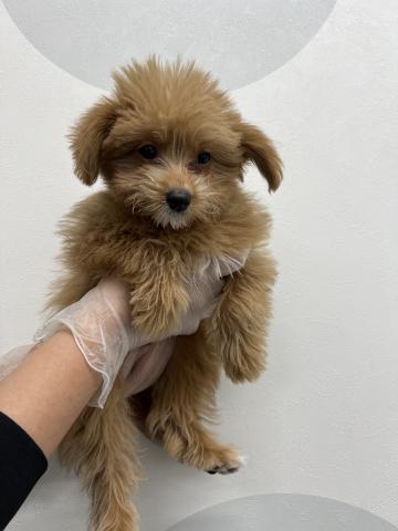 犬ハーフ（ポメラニアン×トイプードル）