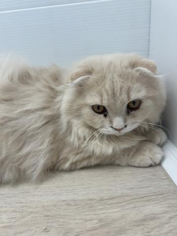 スコティッシュフォールド