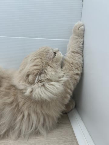 スコティッシュフォールド