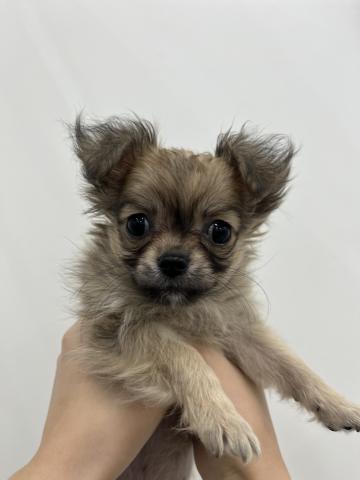 犬ハーフ(ポメラニアン×ロングチワワ)