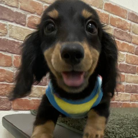 ミニチュアダックスフンド