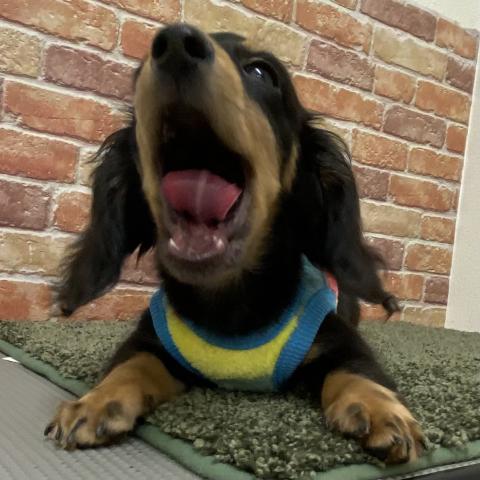 ミニチュアダックスフンド