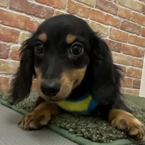 ミニチュアダックスフンド