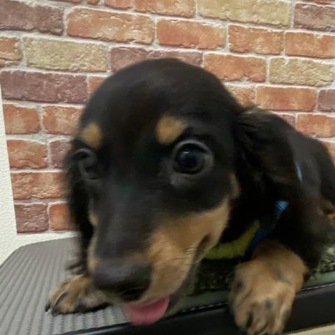 ミニチュアダックスフンド