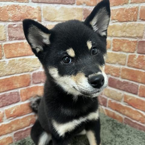 石川県の柴犬(標準サイズ) (ペットアミ 津幡店/2025年8月19日生まれ/女の子/黒)の子犬の1枚目の画像