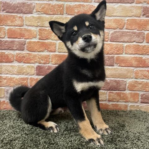 石川県の柴犬(標準サイズ) (ペットアミ 津幡店/2025年8月19日生まれ/女の子/黒)の子犬の2枚目の画像