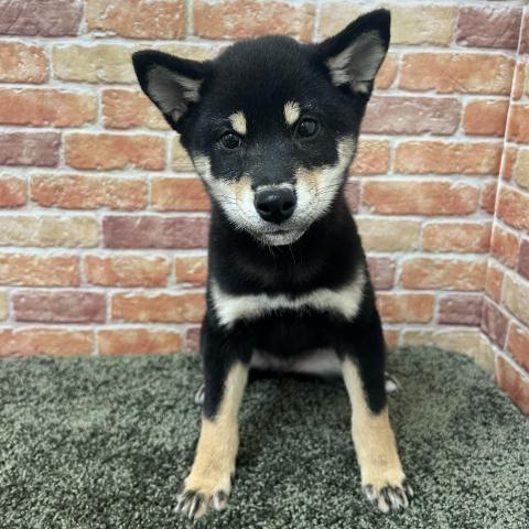 石川県の柴犬(標準サイズ) (ペットアミ 津幡店/2025年8月19日生まれ/女の子/黒)の子犬の3枚目の画像