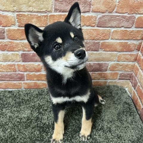 石川県の柴犬(標準サイズ) (ペットアミ 津幡店/2025年8月19日生まれ/女の子/黒)の子犬の4枚目の画像