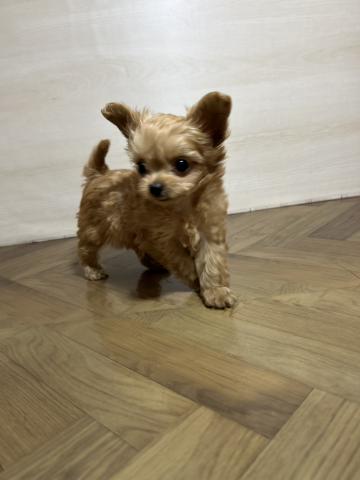 犬ハーフ(チワワ×トイプードル)