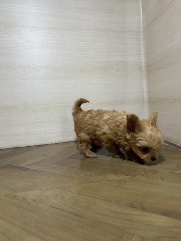 犬ハーフ(チワワ×トイプードル)