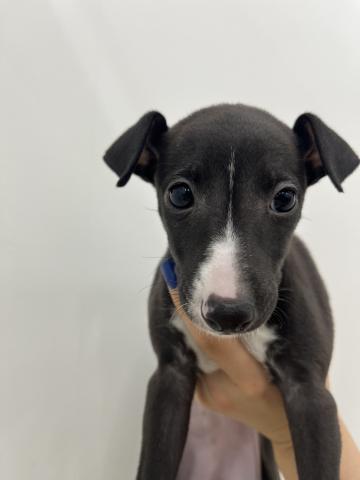 イタリアングレーハウンド