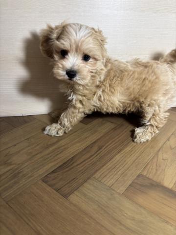 ハーフ(マルチーズ×トイプードル)