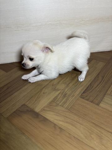 ハーフ（ポメラニアン×Sチワワ）