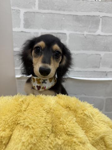 ミニチュアダックスフンド