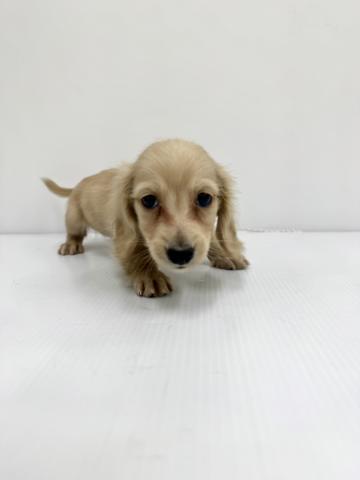 カニンヘンダックスフンド