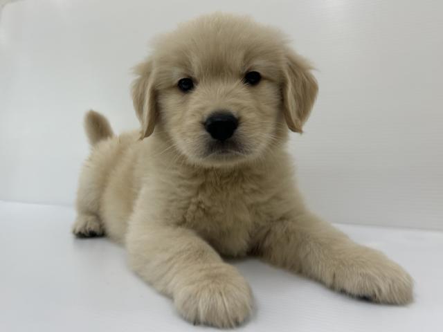 秋田県のゴールデンレトリバー (ペットアミ 秋田卸町店/2025年7月19日生まれ/男の子/ゴールド)の子犬の2枚目の画像