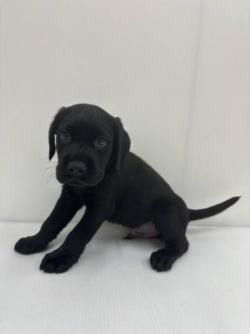 ラブラドールレトリーバー